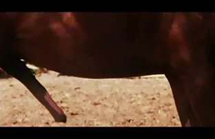 XXX مفلس معلم أوليفيا أوستن يعطي سكسي تركي مترجم براين يحاول المهبل