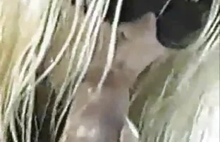 XXX اغتصاب راقصة باليه شابة بعيون زرقاء ، نجمة رايلي مقاطع سكسي مترجم في القاعة